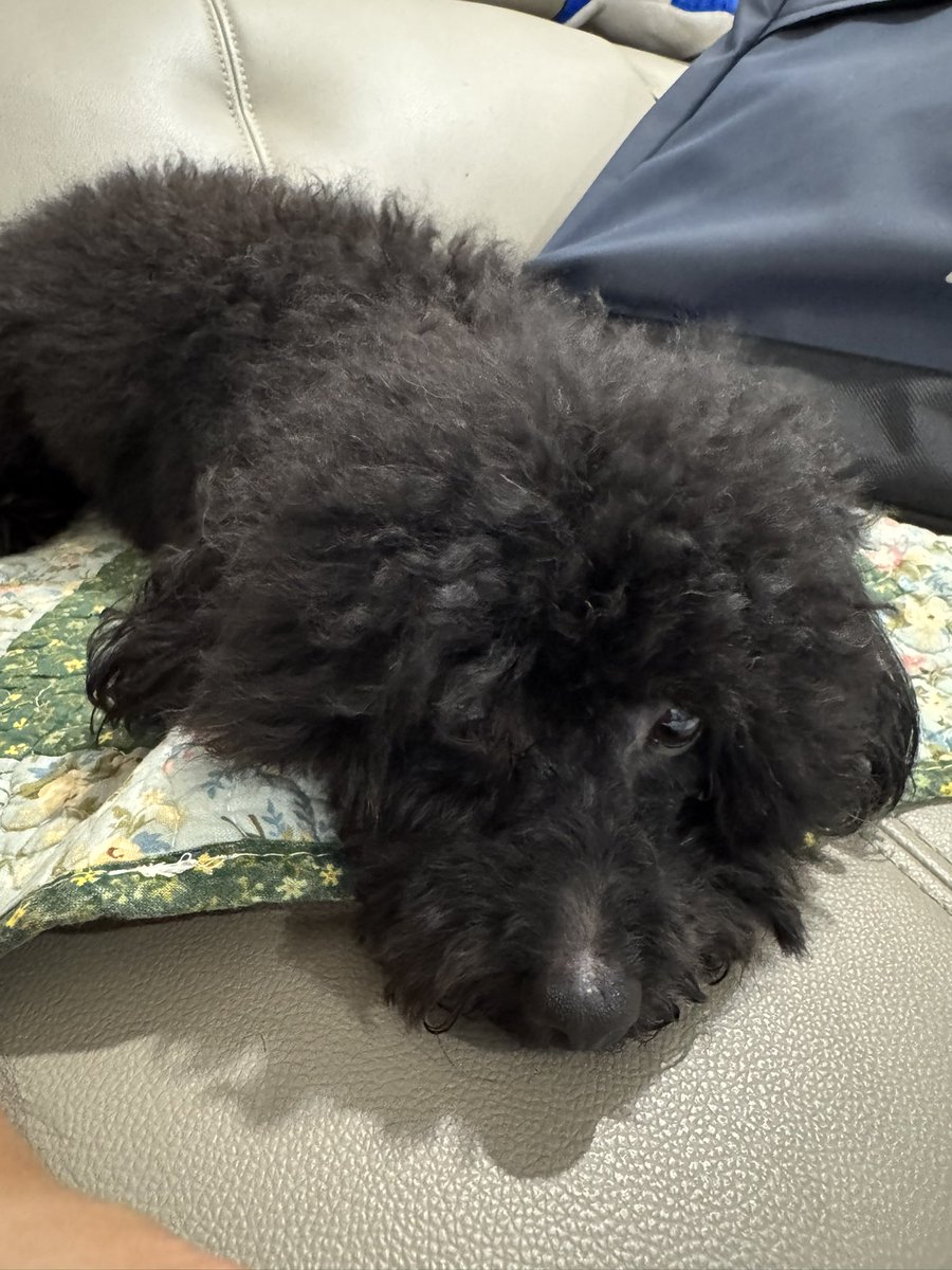 NelloCasts's tweet photo. My doggos Toto and Crystal were in the boarding house for 13 days, literally jumped up and down when they finally saw Daddy came to pick them up after @MarvelRivals Ignite 😭❤️ https://t.co/k8gYNn4BKX