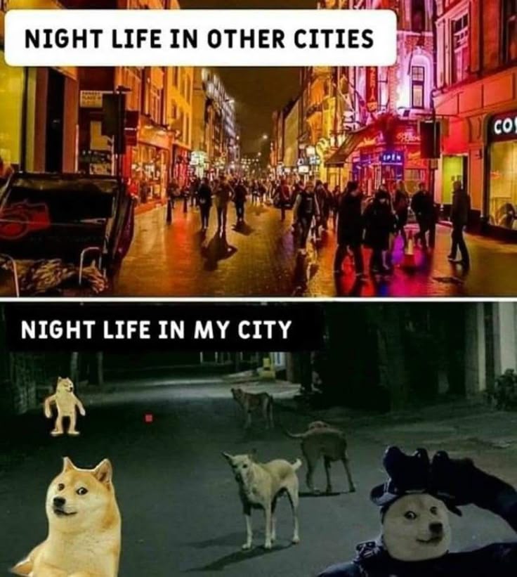 _molu___'s tweet photo. Dar ka mahol hai 🥲 
#straydogs https://t.co/NQ4V6r2auE