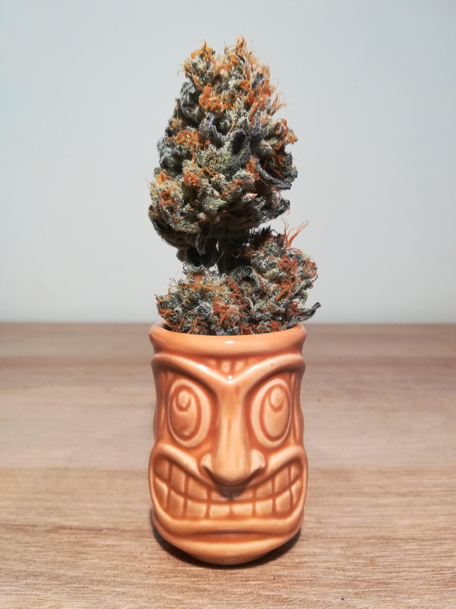 grow.diaries tweet media