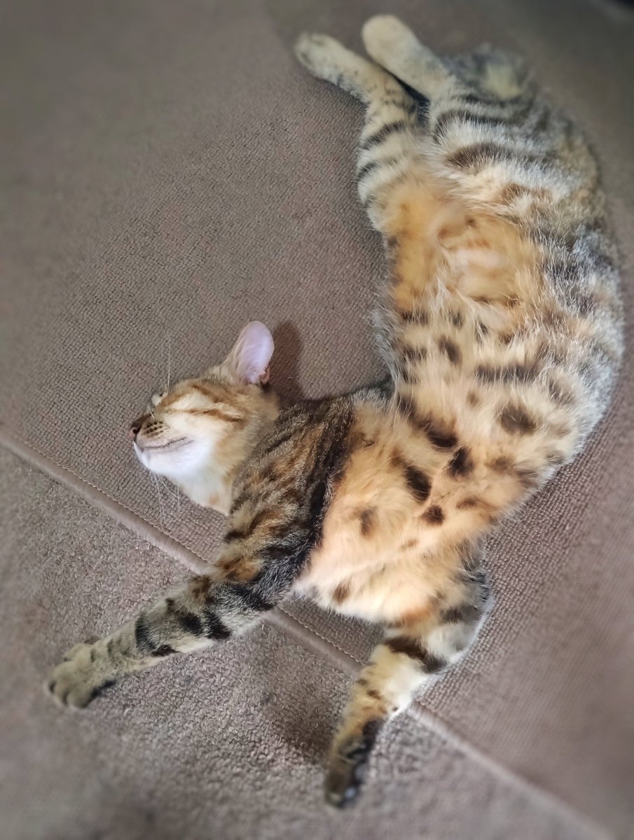 甘え上手な初老(猫)とダイナミックへそ天お子さま(猫)