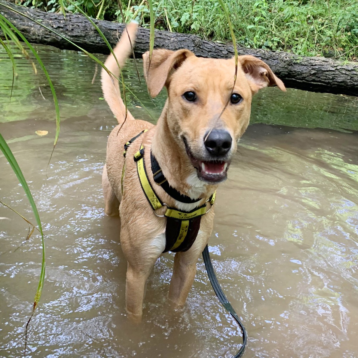 DT_Leeds's tweet image. Nuche knows how to #KeepCool when the temperatures soar!
🌞🌡🥵

Swipe 👈 for some  #GoodAdvice to keep your pets safe during the #heatwave and enjoy the #sunshine.... safely. 👍

#RescueDog #Leeds #HotWeather #TooHotForDogs #WeatherWarning #FunInTheSun #DogSafety @DogsTrust