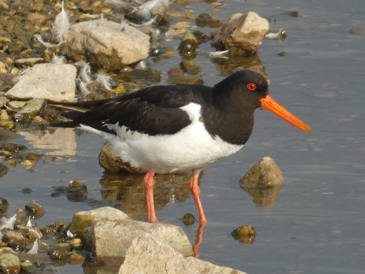 Bob Hazell (@bobhazell) on Twitter photo More viewing from along the south shore <a href="/STWDraycote/">Draycote Water</a> before the temperature soared: a Minimum of 35 Yellow Wagtail, Oystercatcher, 2 Yellow-legged Gull, 36+ Little Egret, 7 Goosander and a Kingfisher. <a href="/Draycotebirding/">Draycotebirding</a> More viewing from along the south shore <a href="/STWDraycote/">Draycote Water</a> before the temperature soared: a Minimum of 35 Yellow Wagtail, Oystercatcher, 2 Yellow-legged Gull, 36+ Little Egret, 7 Goosander and a Kingfisher. <a href="/Draycotebirding/">Draycotebirding</a>