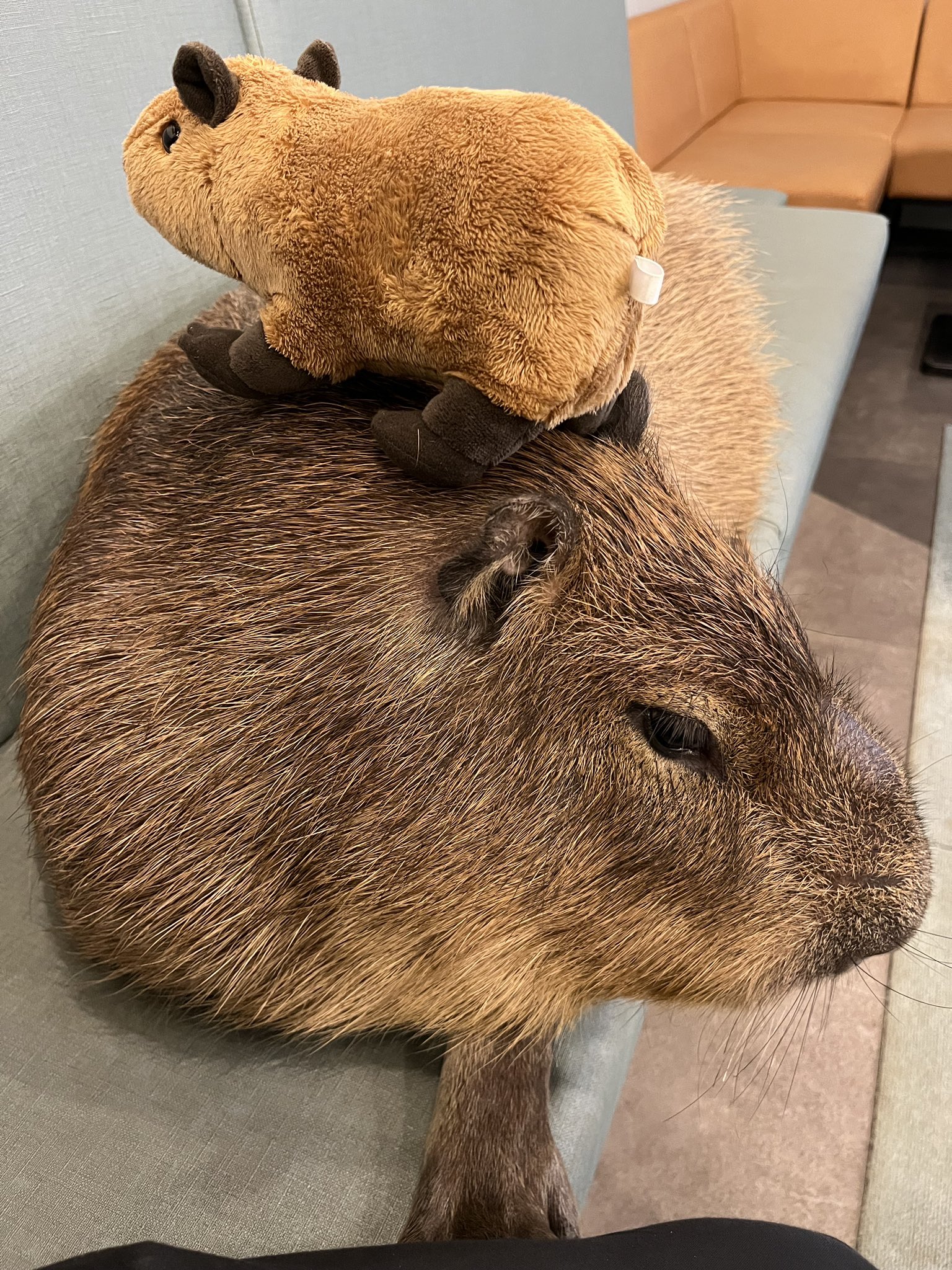 カピパラ カピバラさん カピバラさん 缶バッジ1 オトナデザイン 缶バッジ