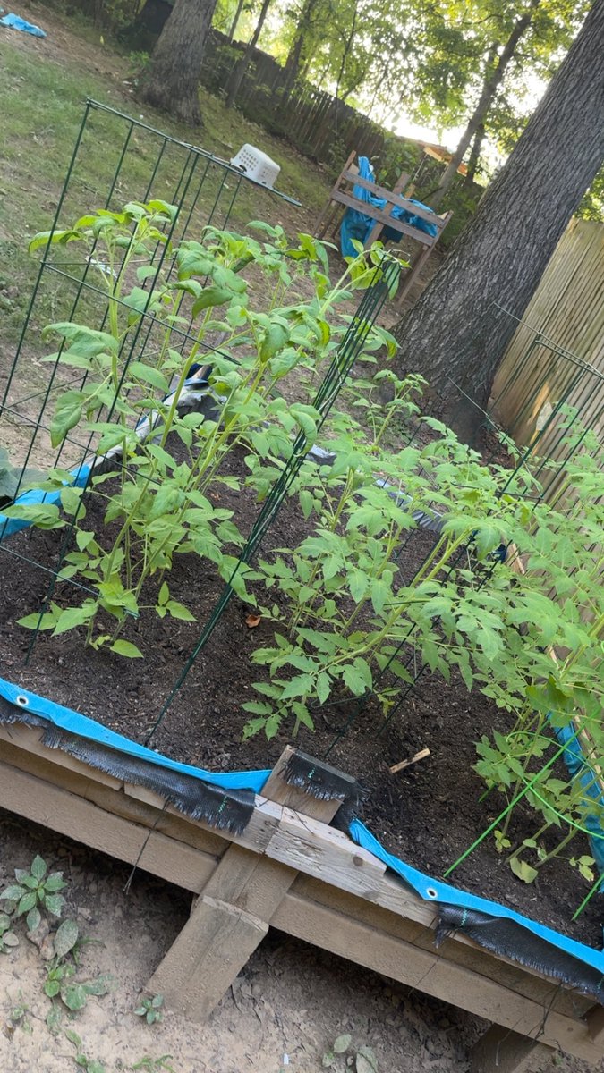 algo1337's tweet image. My tomatos are huge!