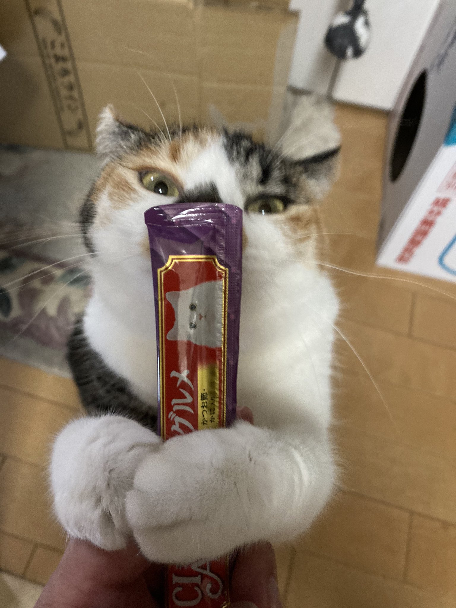 じゃむ猫 on X: 