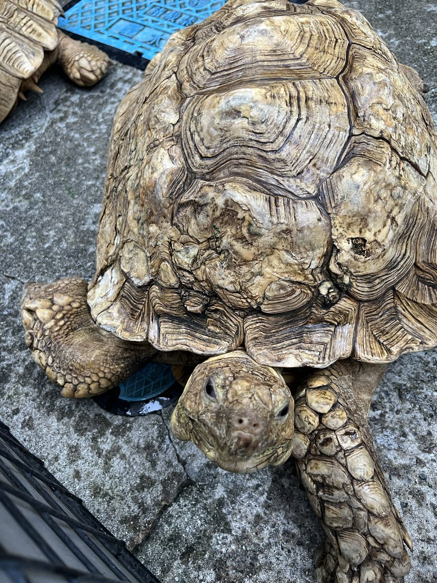 夏といえば南まゆちゃん🌻ということで川崎ロック座でした🐢夏満喫です☀️