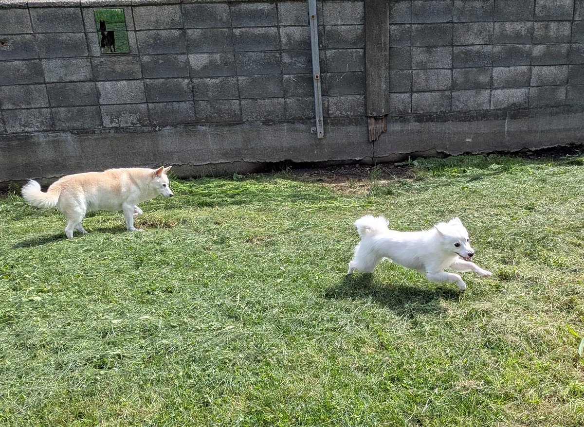 S68638311's tweet image. 草を刈ったので…全力疾走！
※写真に３匹のワンコたちがいます✨

#スピッツすあま（三女）
#甲斐犬もなか（次女）
#ミックス犬きなこ（長女）