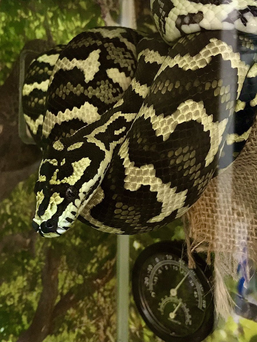 REARFANG tweet media