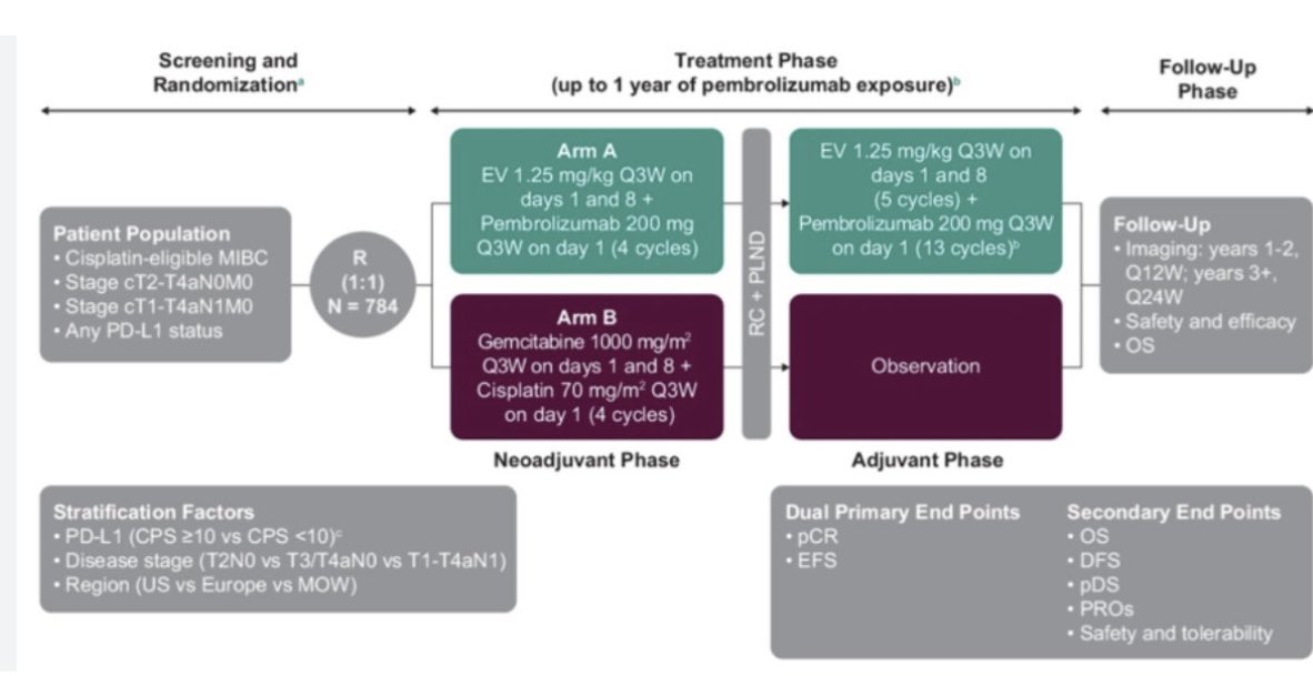 tompowles1's tweet image. The +ve periopertive EVP trial for OS in cis ineligible MIBC may open a new area. Especially if its like EVP in M1  disease. 3 more trials in this area are awaited which test 1) EVP vs cisplatin (NIAGARA population), 2) EV/PD1/CTLA4 vs surgery 3) treatment based on ctDNA status.