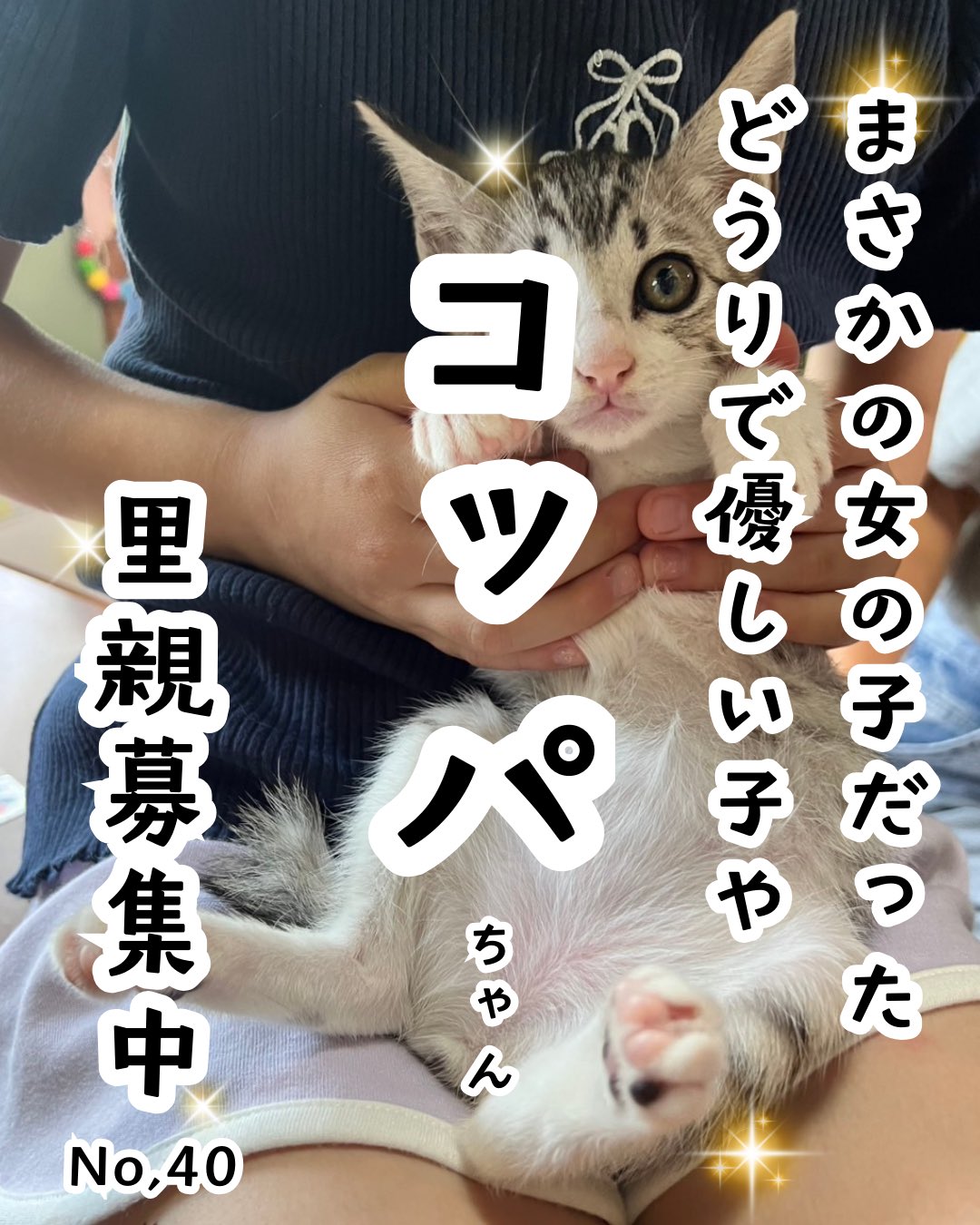 ねこ 今日もおうちを守るニャ」 任務遂行中のニャルソックに密着
