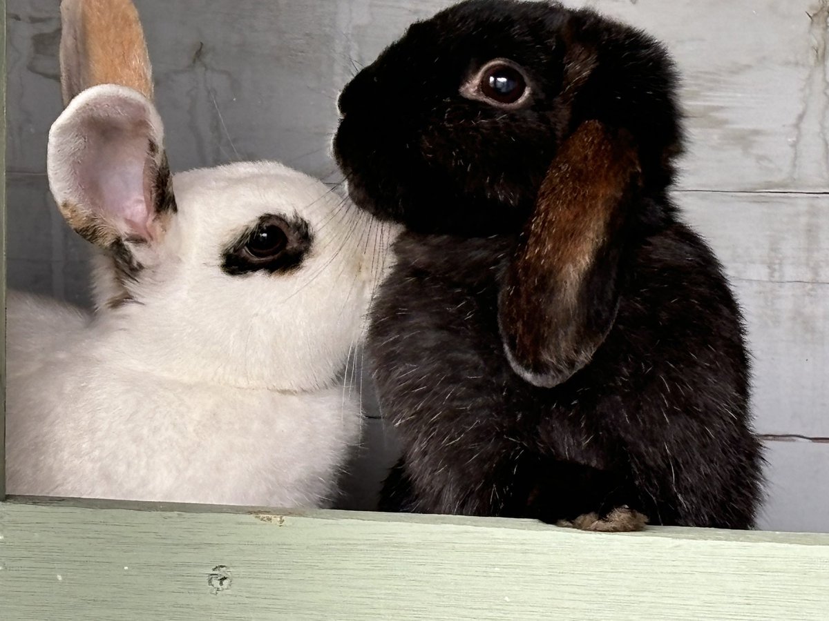 Joanne and Kathleen have passed their final health checks and are now officially available for adoption. 

If you can offer a minimum of 3m x 2m predator proof space or a free roam indoor space then please send us a message. 

We will not rehome anybun to a hutch so please don’t
