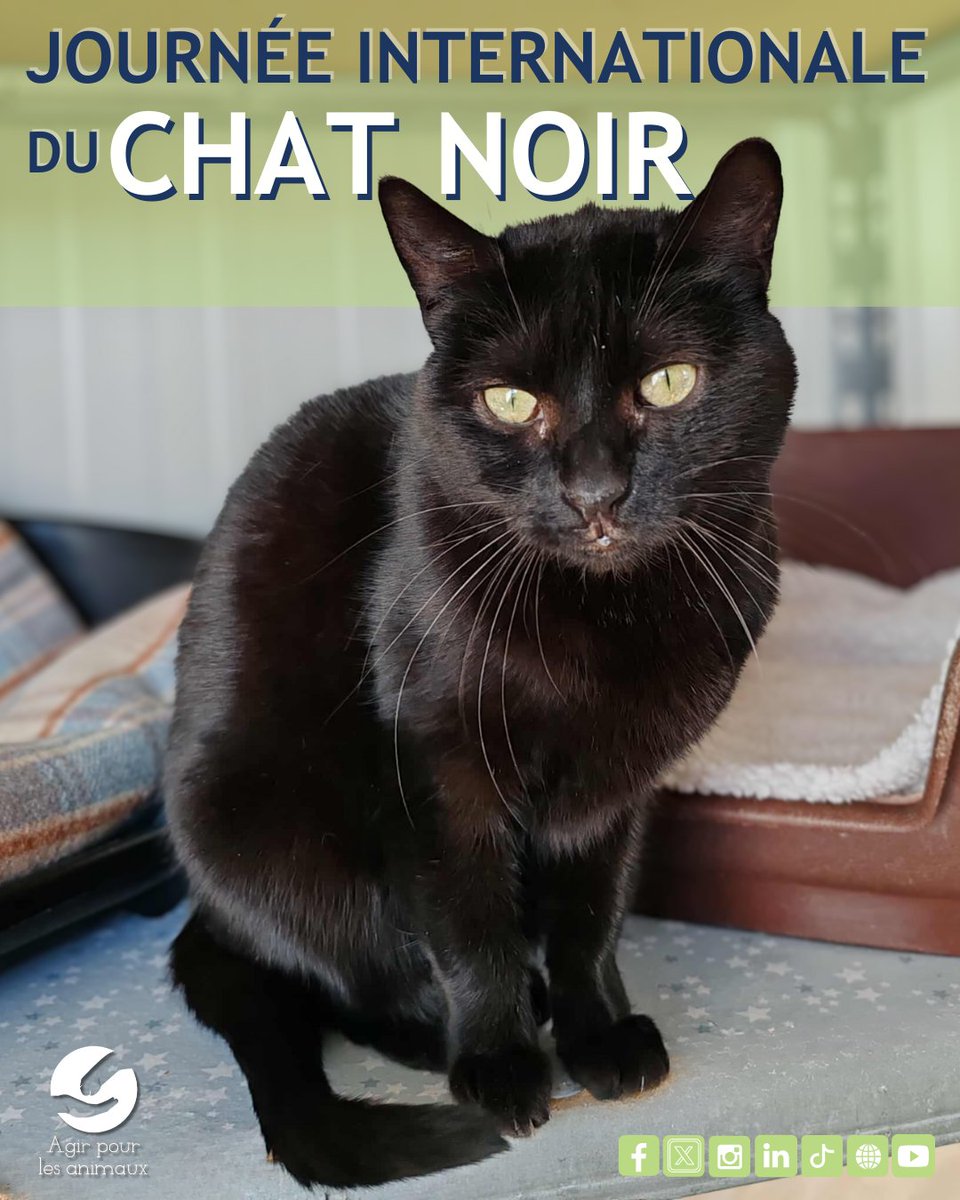 🐈 𝗝𝗢𝗨𝗥𝗡É𝗘 𝗜𝗡𝗧𝗘𝗥𝗡𝗔𝗧𝗜𝗢𝗡𝗔𝗟𝗘 𝗗𝗨 𝗖𝗛𝗔𝗧 𝗡𝗢𝗜𝗥 ou  #blackcatappreciationday 😻 les chats les + mal aimés Nos chats à  l'adoption ⤵ https://t.co/kTYWSvYk0f Nos chatons à l'adoption ⤵  https://t.co/kTYWSvYk0f 📸 TAGADA, 5 ans ..., image size:960x1200