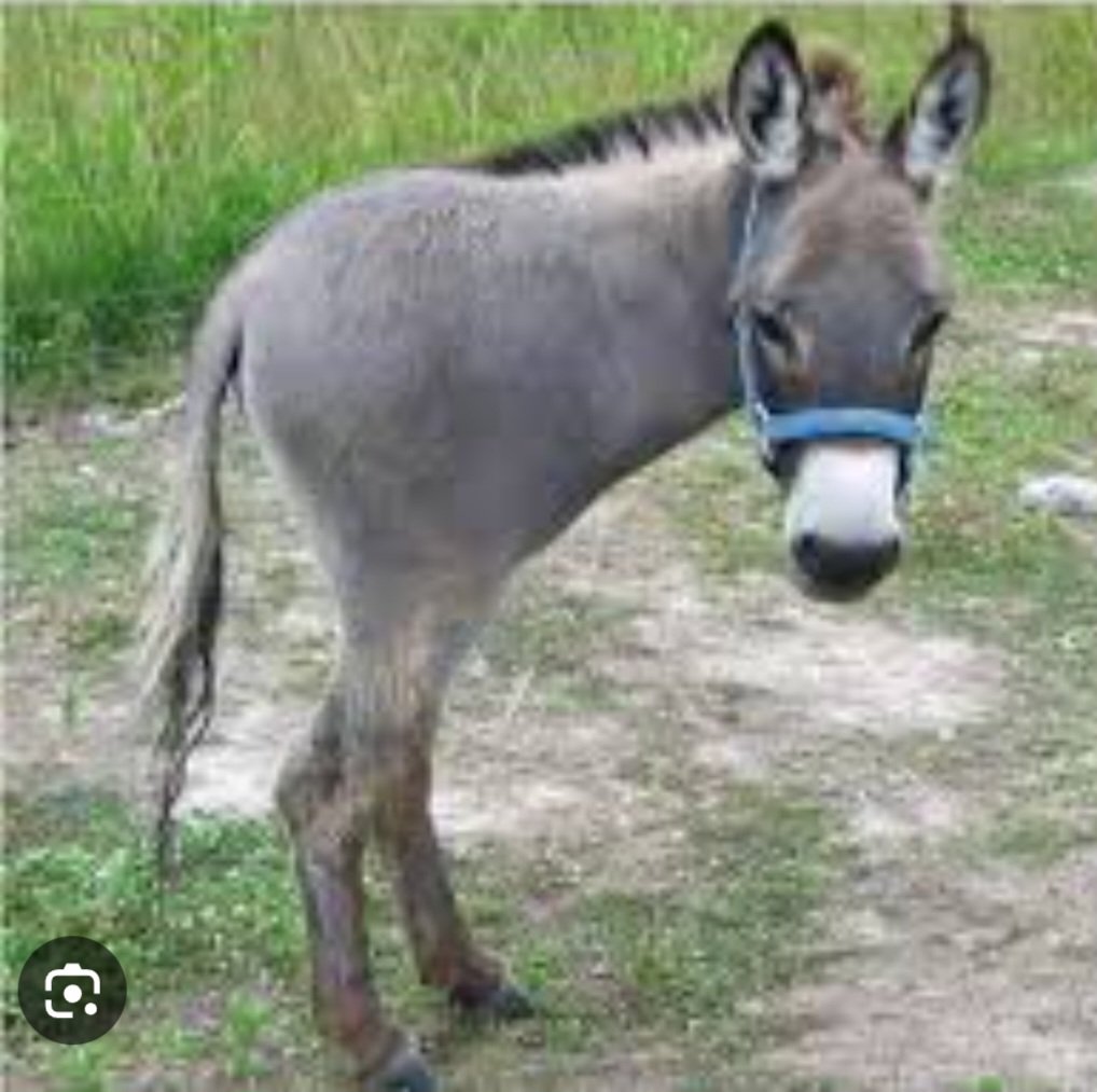 Bom dia Cachinhos!
Por isso o Sidônio foi contratado. Basta bombardear os cretinos com qualquer tipo de narrativa, para manterem o rebanho de mulas bípedes felizes. Mudando de 'Patos' para Brasília, falei do mito de Ícaro ontem, não sei lestes. Conheces alguém com este nome? rs