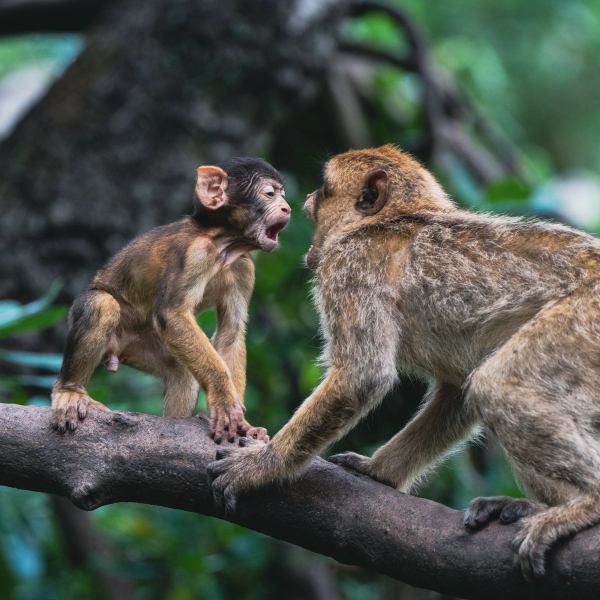Trentham Monkey Forest tweet media