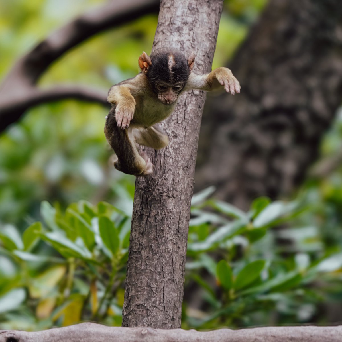 Trentham Monkey Forest tweet media