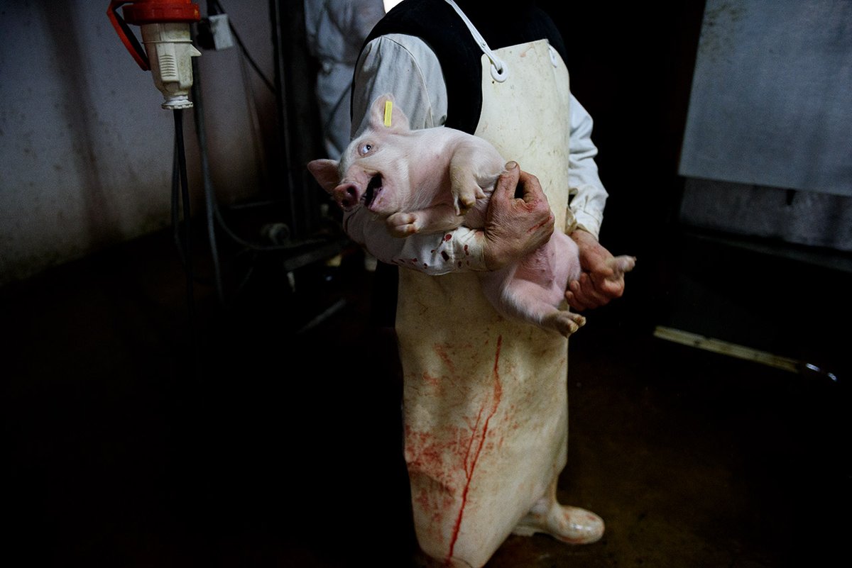 𝐏𝐚ú𝐥 el Vegano (@paul_vegano) on Twitter photo There’s no “humane” way to exploit and kill an innocent, sentient being, just because you like the taste of their flesh. Cruelty with a pretty label is still cruelty.#Govegan
We are <a href="/PolAnimalClass/">Ground Zero: One Billion Screams</a> and We are #OneBillionScreams There’s no “humane” way to exploit and kill an innocent, sentient being, just because you like the taste of their flesh. Cruelty with a pretty label is still cruelty.#Govegan
We are <a href="/PolAnimalClass/">Ground Zero: One Billion Screams</a> and We are #OneBillionScreams