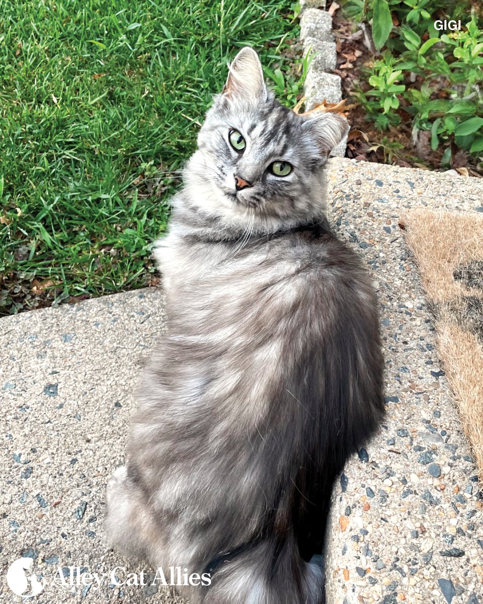 Alley Cat Allies (@alleycatallies) on Twitter photo POV: You step one foot outside and the community cat you care for is already waiting for her meal!
In honor of #FeralTuesday, get a refresher on best practices for community cat care--or pass them along to a budding caregiver: alleycat.org/BestPractices POV: You step one foot outside and the community cat you care for is already waiting for her meal!
In honor of #FeralTuesday, get a refresher on best practices for community cat care--or pass them along to a budding caregiver: alleycat.org/BestPractices