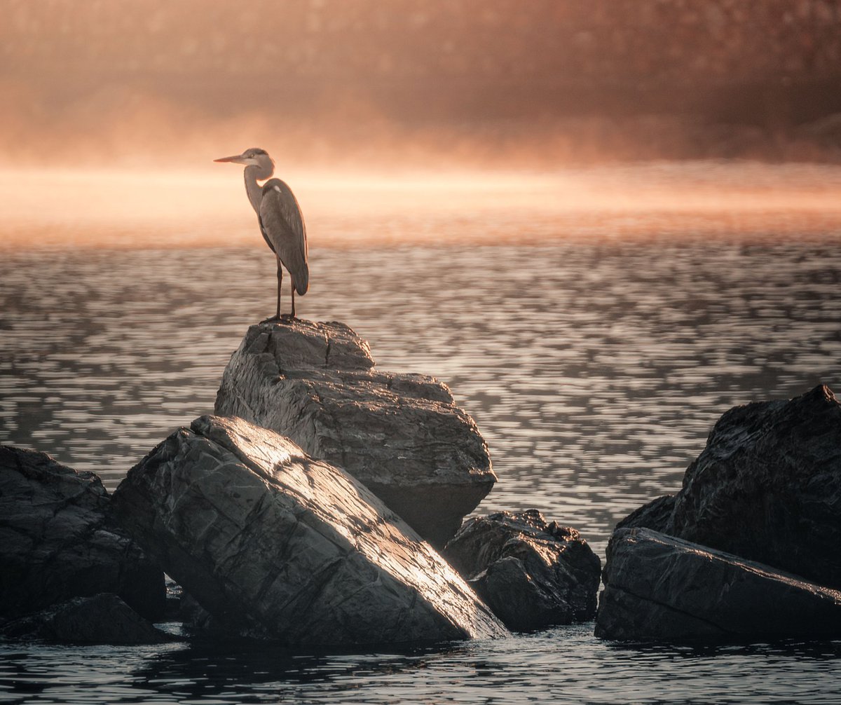 Un incontro raro e affascinante, nei primi silenzi del mattino: un elegante Airone Cenerino in perfetto equilibrio sulle rocce, immerso nella luce dorata dell’alba. 🪶 

📸 Photo by Daniele Fiaschi

#visitelba #elbawow #isoladelba #AironeCenerino #Birdwatching #ArcipelagoToscano