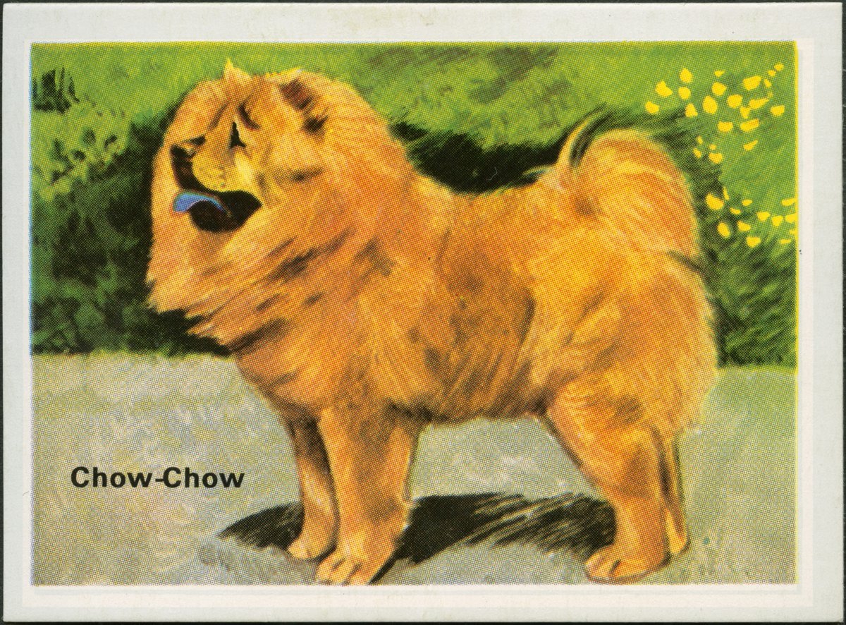 En cette journée mondiale du chien🐩, images de qqls bons points appartenant aux collections du musée. Ils st la preuve qu'il y a une "mode" même en matière de race de chiens😉Si on distribuait encore des bons points à l'école 🏫on verrait sûrement des bergers australiens.🤔