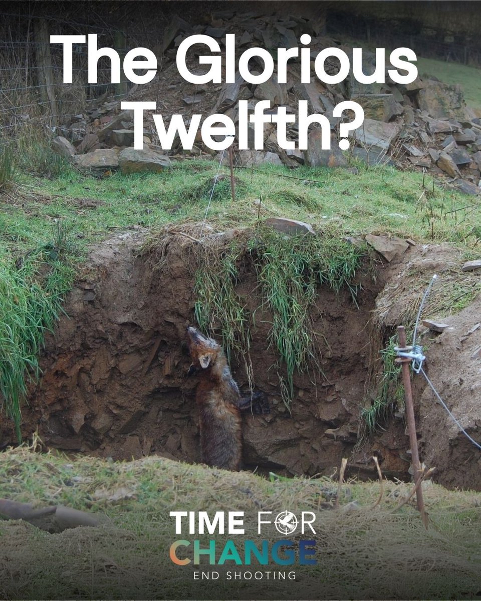The ‘Glorious’ Twelfth is today. A date marked only by the shooting industry to celebrate the start of their season. 

But behind the name lies cruelty. To protect the birds they plan to shoot, this industry sets hidden snares that catch, maim and kill wildlife and even pets.