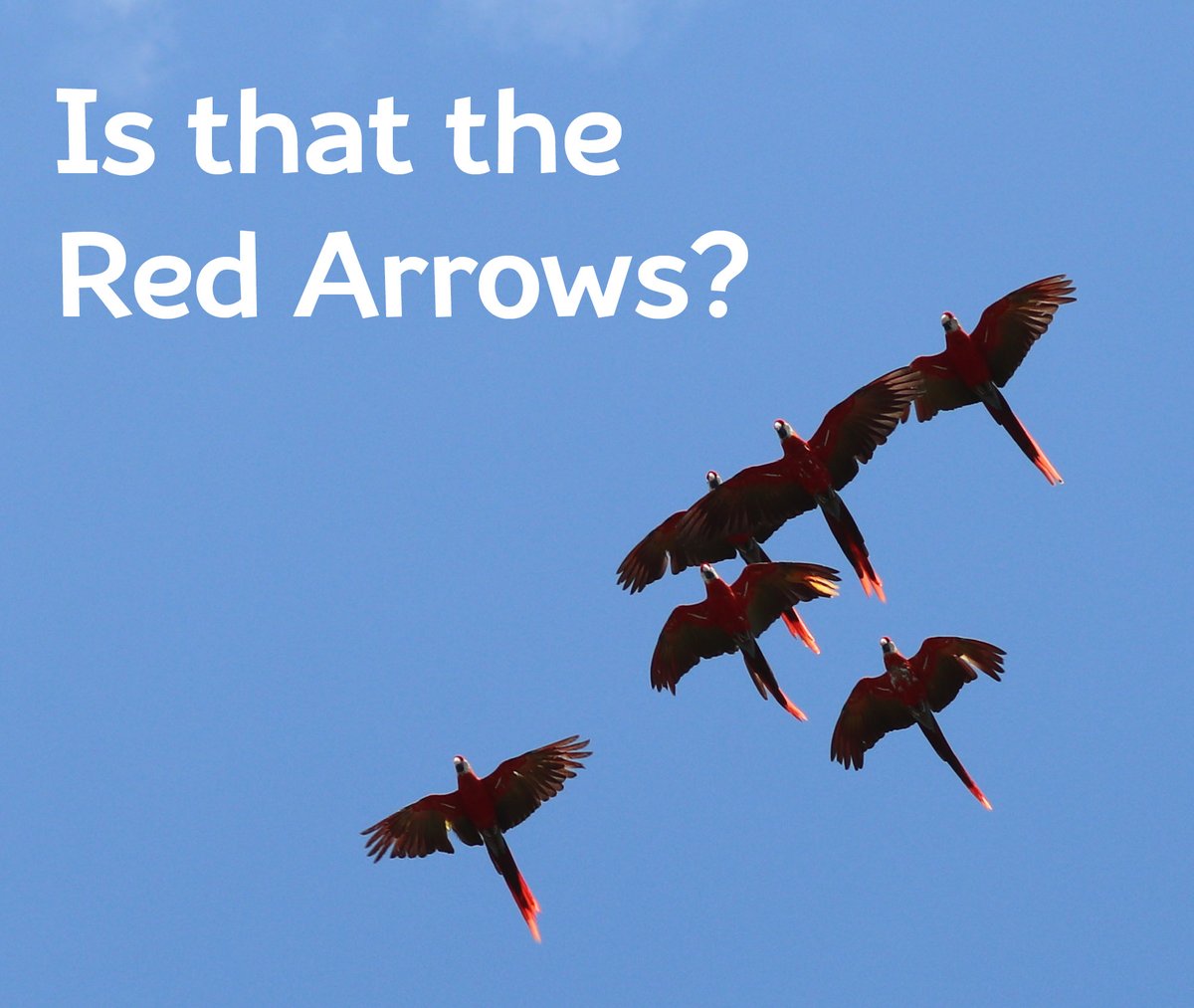 Look up! ⬆️
We have our very own Red Arrows, as our Scarlet Macaws soar into the sky above the Park after the 3pm 'Free Flying Show'. 😀
Photograph by Director Alison