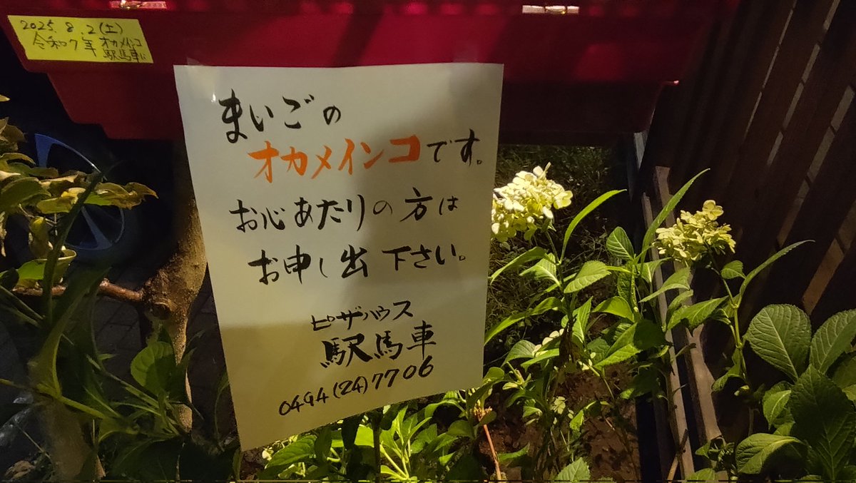 Ninja_A14's tweet photo. 迷子のオカメちゃんです。
秩父にある駅馬車というお店で預かってるそうです。
＃オカメインコ
＃オカメインコ迷い鳥
＃オカメインコ脱走 https://t.co/HggGK2MpMv