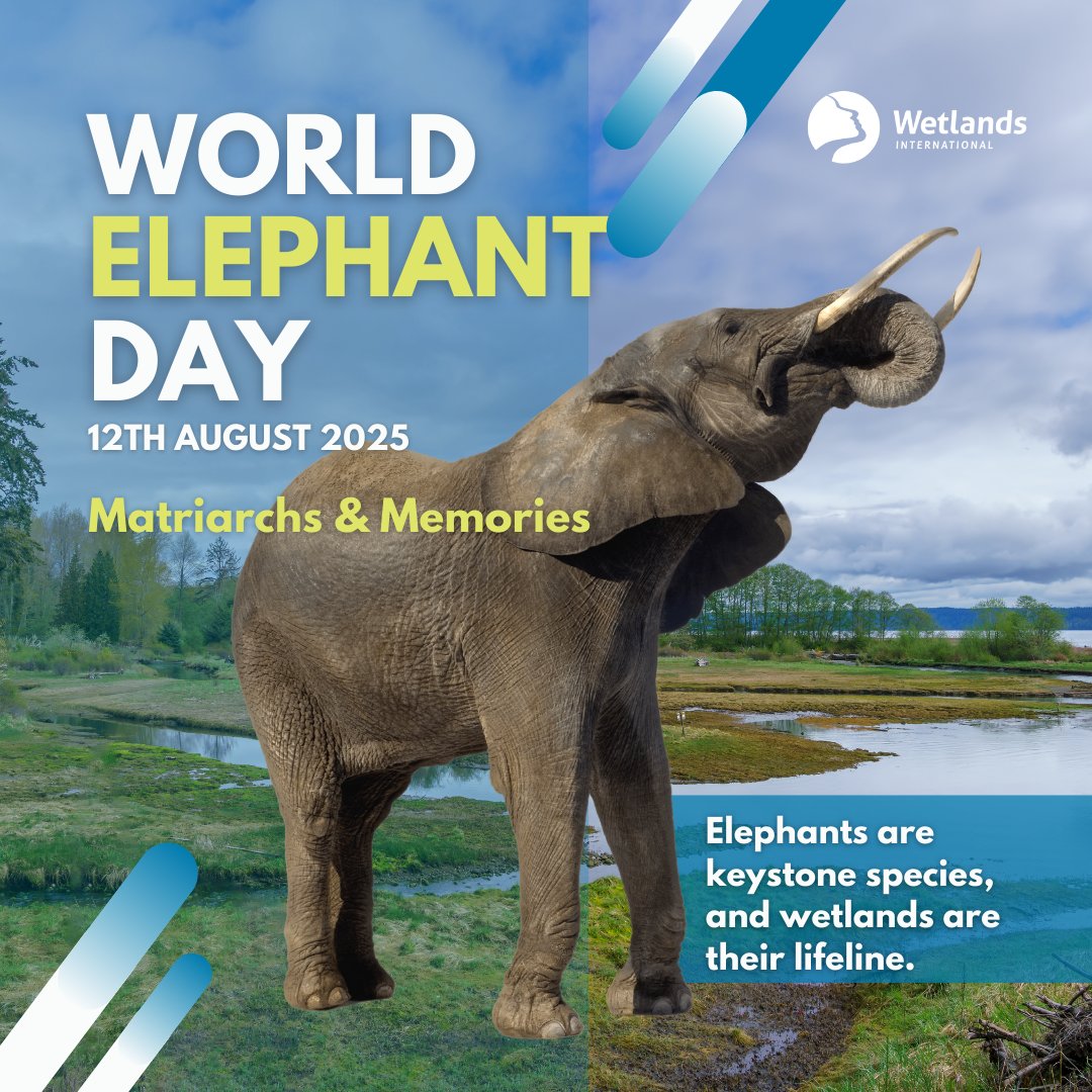 When rivers vanish, matriarchs lead herds to wetlands remembered from seasons past. 

These lifelines keep elephants alive through droughts. 

Protect wetlands, and you protect the memories that keep herds alive.