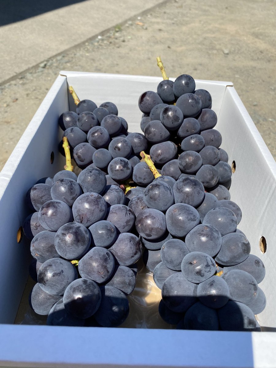 🍇巨峰 2kg プレゼント🍇
ぶどう農家からのお盆玉企画
参加  フォロー ＆ リポスト
締切  8月15日 〆
当選者1名DM✉️