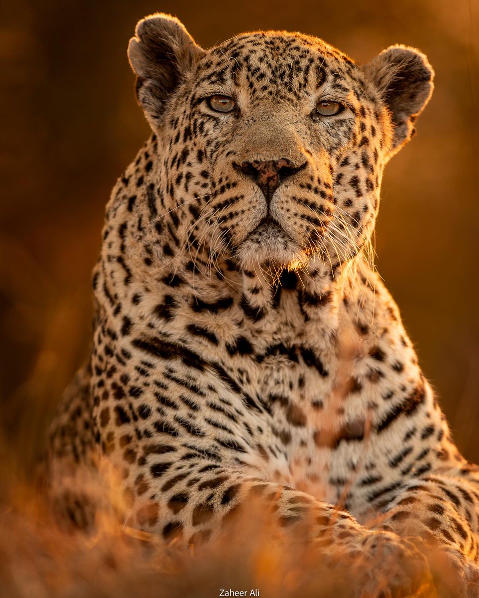 SMNK1972's tweet image. Lovely portrait of Tingana who is sadly no longer with us. Taken in Asma Bava at Sabi Sand Game Reserve. Credit to Zaheer Ali