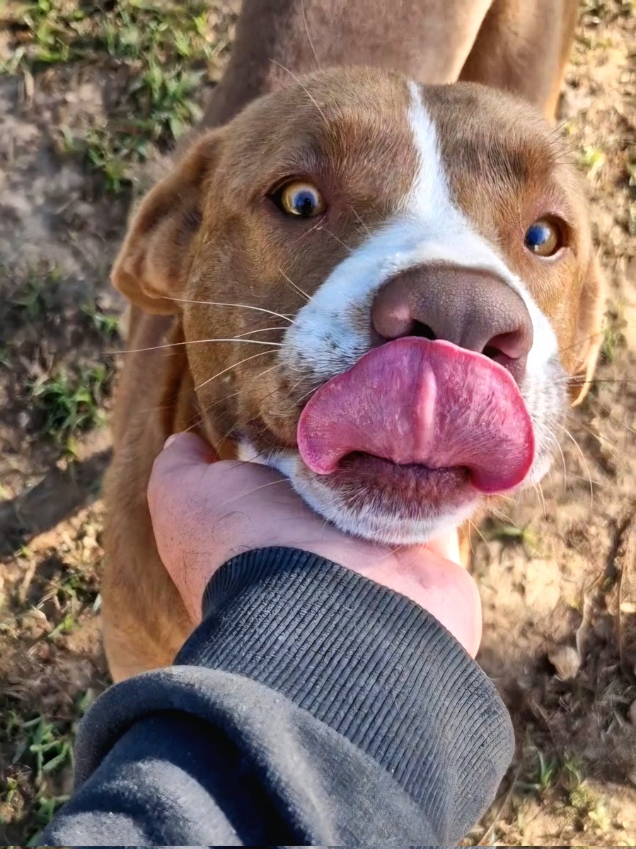 Chocolat is a survivor from a flood. His family abandoned him, and the shelter that rescued him kept him isolated out of fear. He came to the Sanctuary for a second chance at joy, love, and proper care. And he got it. You can be a part of Choco's care by donating or sharing this