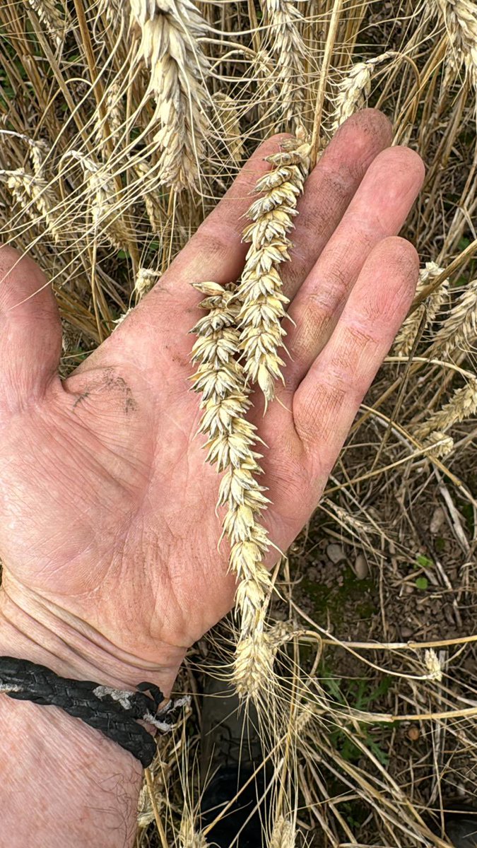 Contract cutting <a href="/wildfarmed/">Wildfarmed</a> heritage wheat,  yield pretty much as good as conventional this year which is quite a result given lower input costs and premium sale price #harvest2025