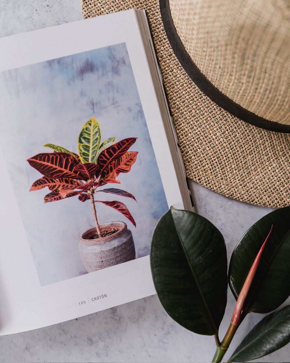 ¿Qué tal están llevando tus plantas la ola de calor? 🌿🥵 ¿Temes por su supervivencia? 🥹

📚 Te recomendamos ‘Los mataplantas no existen’, de Natalia Sáez.

🔍 Necesidades de luz, humedad, temperatura, riego, sustrato y más para cada especie. 🏡🌱

👉 bit.ly/49FIXKY