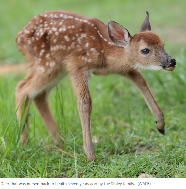 Great job Louisiana... Killed a blind pet deer then fine the family $1,650