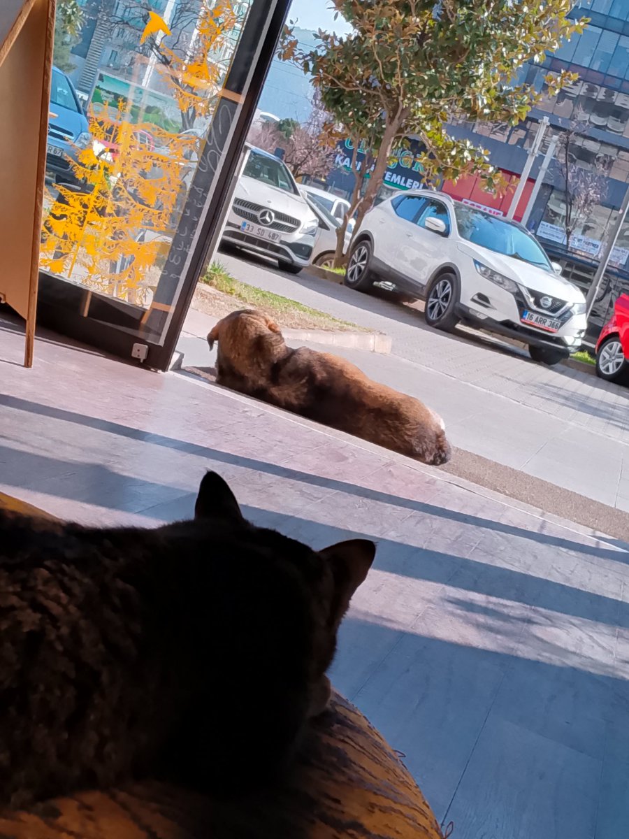 1 damla bulaşık deterjanını, beyaz sirke ile karıştırıp Su ile seyrelttiginde cam yüzeylerde şahane bir parlaklık elde edebilirsin fakat kafa toparlamak için ayna silmenin aynı oranda etki etmediği klinik testler sonucu kanıtlanmıştır.