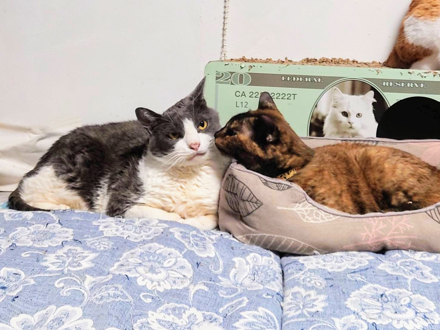 猫派 朔🐈断然猫派 on X: 