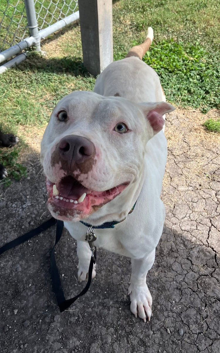 Precious BOY #A382546 2yo
His owner was arrested,so BOY was dumped at shelter to DIE😭
But WE can save him if we can get someone to Sponser his HW treatment which cost $500!
BOY'S life is definitely worth that!
PLZ #ADOPT #FOSTER OR #PLEDGE FOR RESCUE⛑️ 
#CorpusChristi #TX