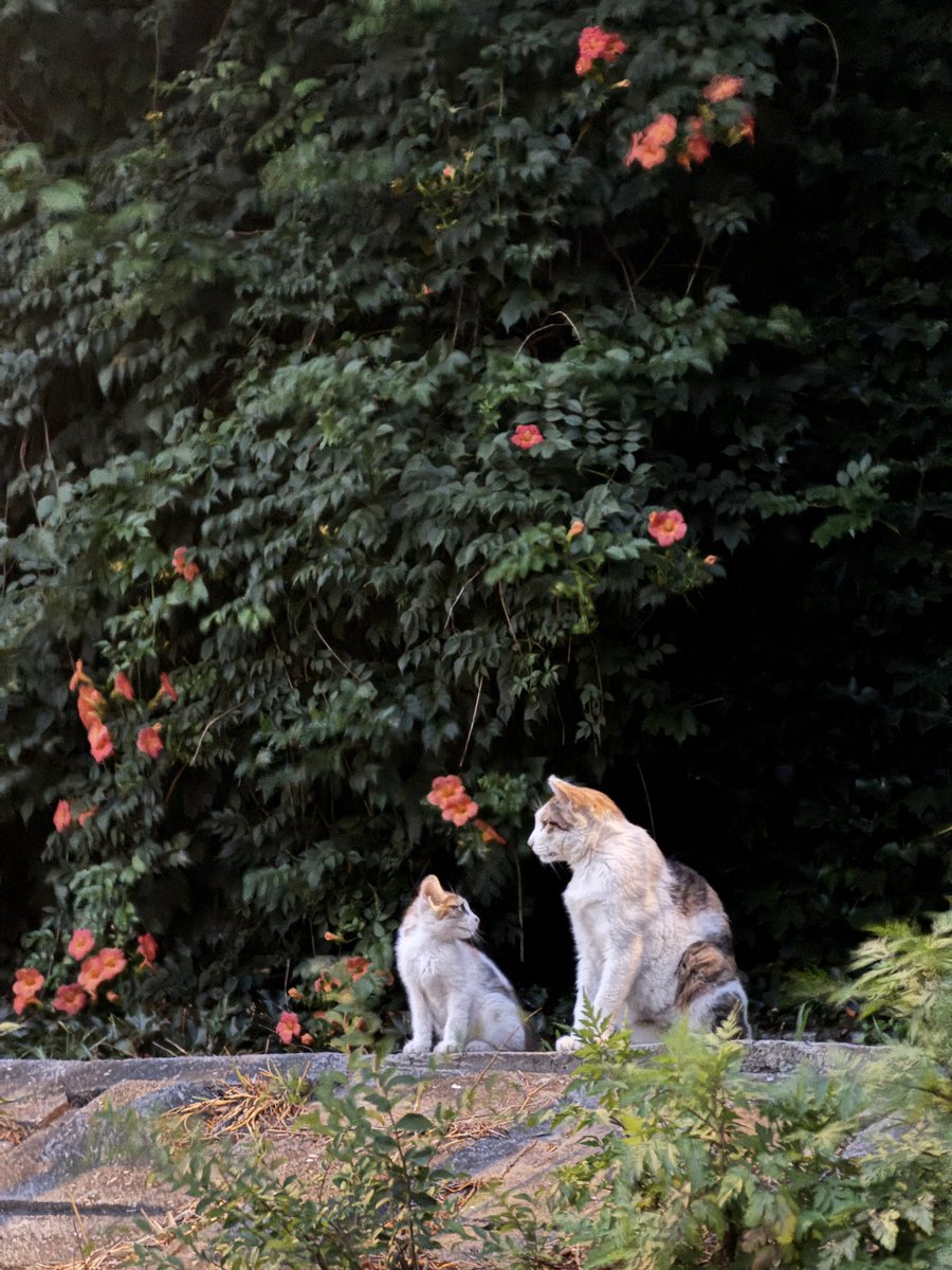 오늘의 고영은 가히 놀랍습니다,, 한마리인 줄 알고 찍는데 애기 등장 🥺