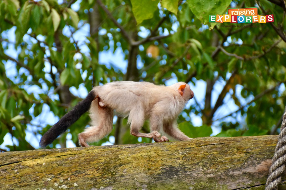 Raising Explorers After-School Club tweet media