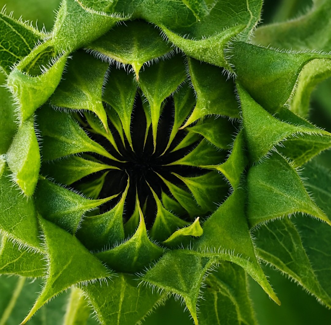 Fanta239C's tweet photo. 🌻🌱
.
.
.
.
.
.
#flower #knospe #flowerlove #flowerpower #flowerphotography #blume #grün #blumenliebe #natur  #nature #sunflower #naturelove #naturephotography #wildflower #photooftheday  #photoshoot  #sunflowerbud #naturfotografie
#sonnenblumenknospe  #sunflowerphotography https://t.co/RqZzE9PRnW