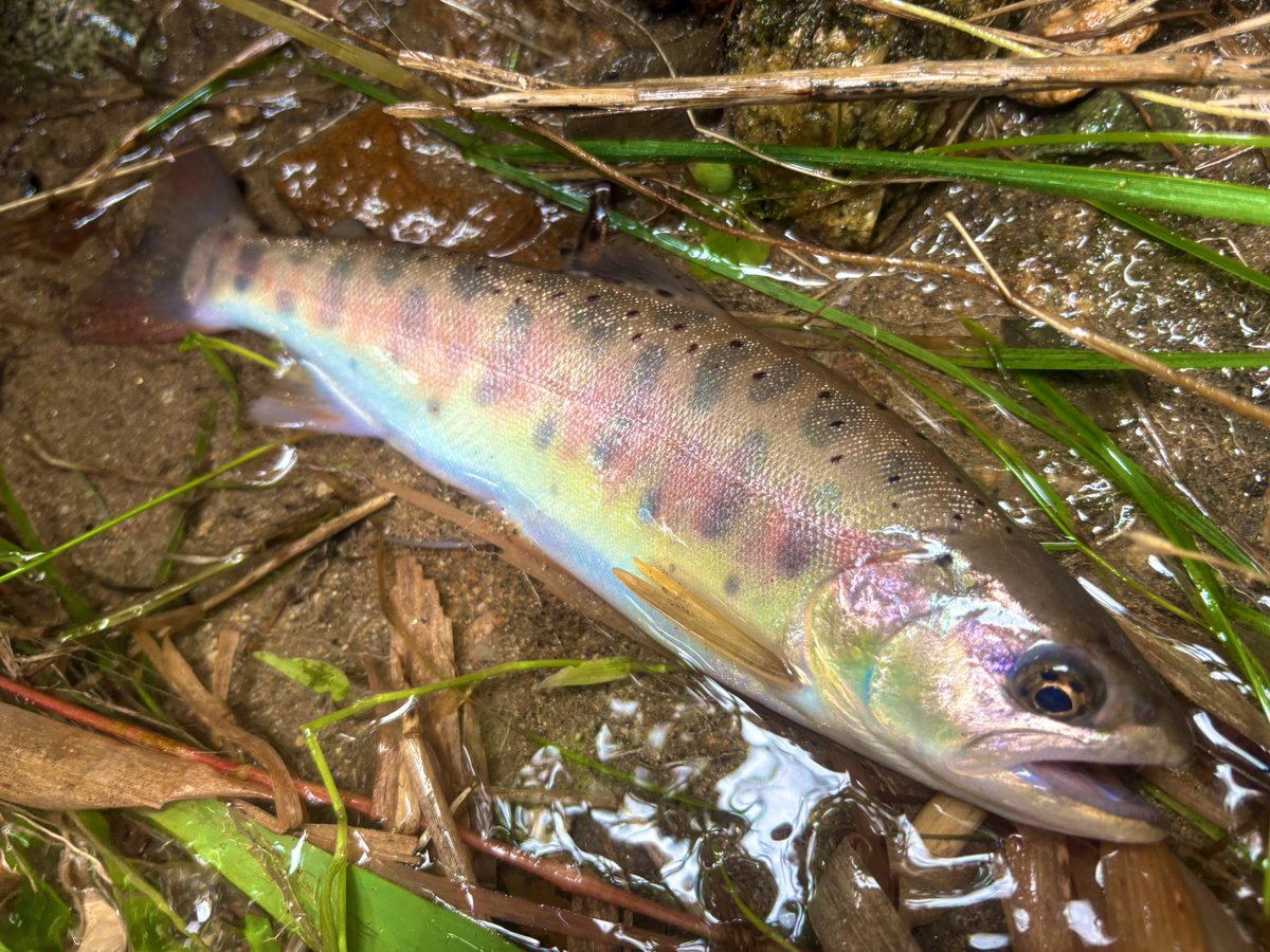 zejiji06's tweet photo. 師匠と今シーズンラスト渓流🏔️
自己記録の29.0㎝のデカ山女魚をキャッチ！٩( ᐛ )و
婚姻色の山女魚も美しいな〜💞
今年も楽しませていただきました。
ありがとう地元渓流😭

#ヤマメ　#山女魚　#自己記録
#島根県　#METEORA45
#DCompact https://t.co/E9e4BNYbmB