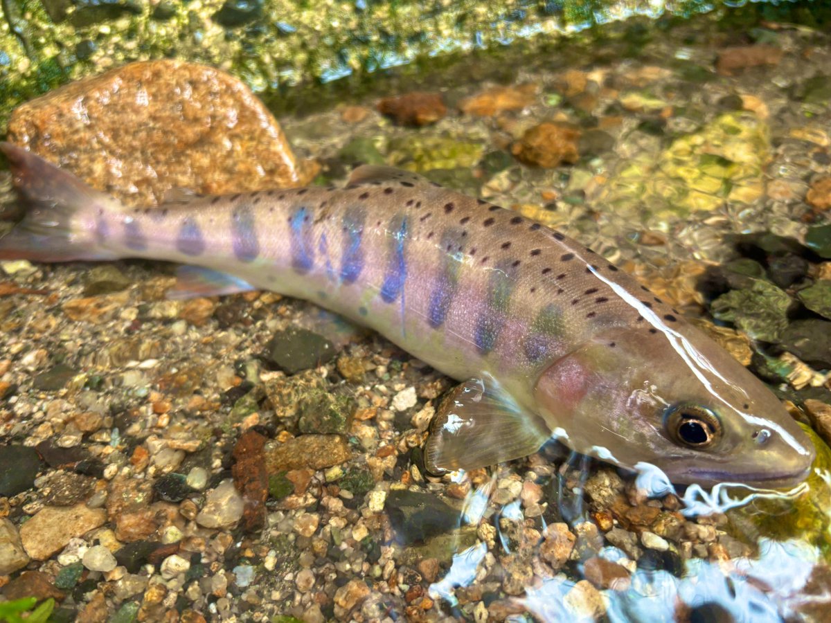 zejiji06's tweet photo. 師匠と今シーズンラスト渓流🏔️
自己記録の29.0㎝のデカ山女魚をキャッチ！٩( ᐛ )و
婚姻色の山女魚も美しいな〜💞
今年も楽しませていただきました。
ありがとう地元渓流😭

#ヤマメ　#山女魚　#自己記録
#島根県　#METEORA45
#DCompact https://t.co/E9e4BNYbmB