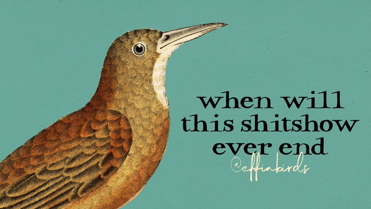 Effin' Birds (@effinbirds) on Twitter photo 