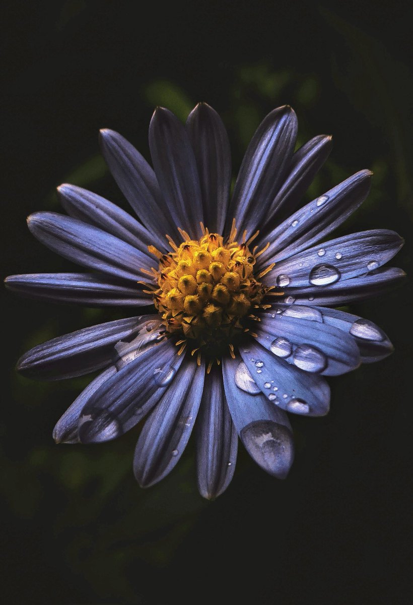 In the darkness 🖤🖤🖤 
 #macro #Nature #photography