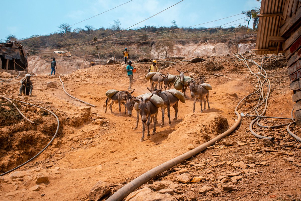 aspa_tz's tweet photo. From Mgusu’s mines to the global market, gold’s journey starts on the back of a donkey.
🐴 Without their strength, the raw material wouldn’t take its first step toward becoming treasure.
#DonkeyWelfare #GeitaGoldMine #AnimalWelfare #VoiceForTheVoiceless #WorkingAnimals https://t.co/OgJWggusoY