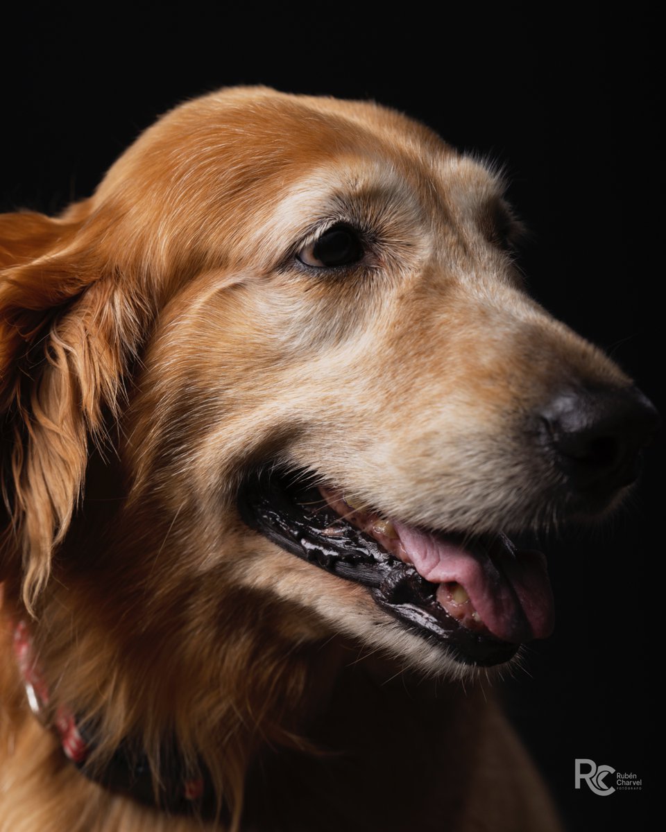 RubenCharvel's tweet image. Sesión perruna - PHOEBE, LA TIERNA

Cámara Canon EOS R5 Mark II
Lente: RF 70-200 f/2.8 L IS USM Z

Exposición:
1/180 en f/5.0
ISO 100
Distancia focal: 135mm

#PuppyLove #Dogstagram #PerrosPanamá