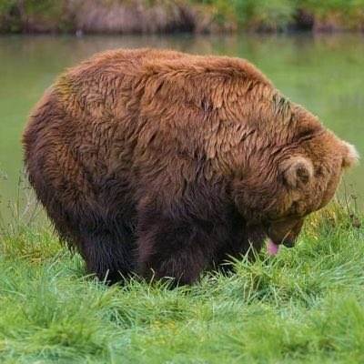BearPosting's tweet photo. https://t.co/WAzBnrH3Nc