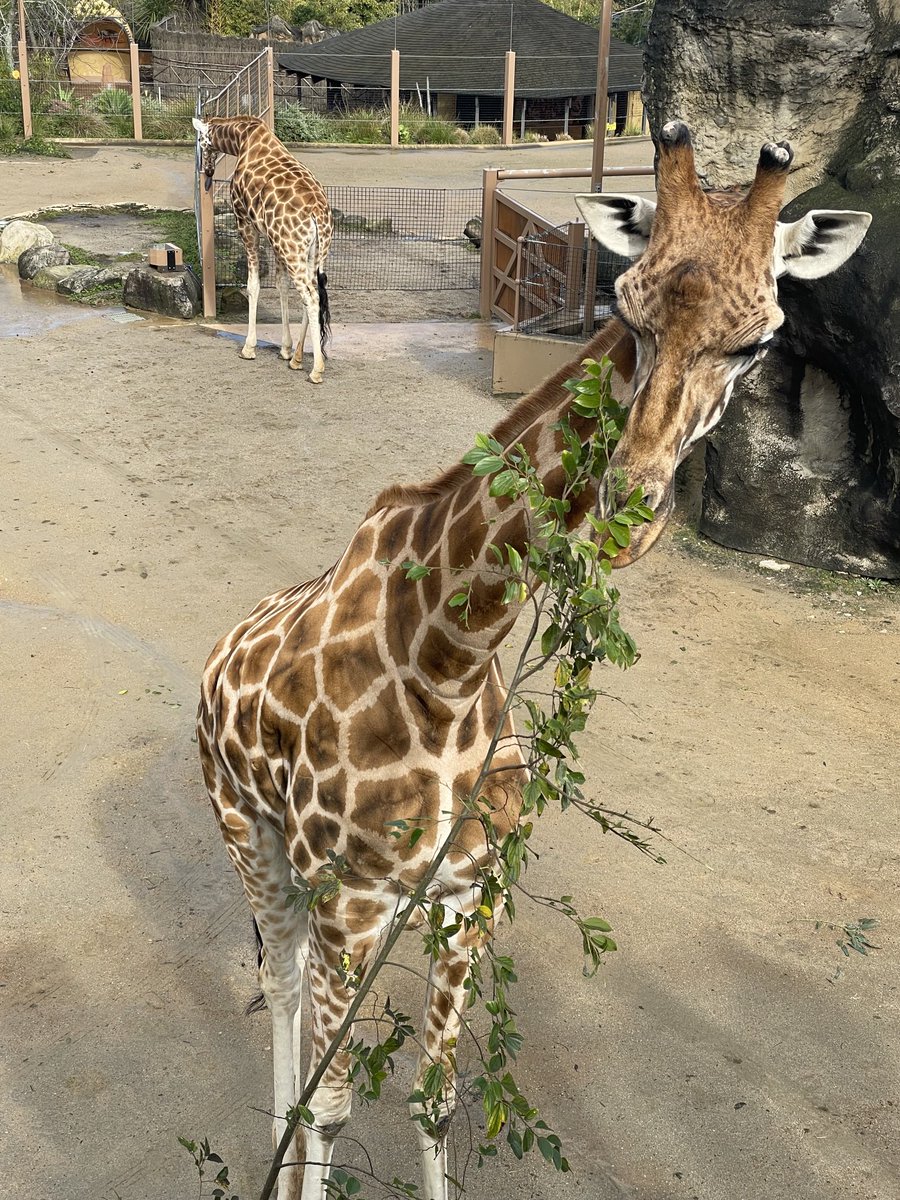 picarinblog1's tweet photo. 暑い日本を脱出して南半球へ。動物園っていい歳になっても楽しい♪
コアラが可愛いくて癒される😊木の上で寝てる姿、可愛いすぎる🧡 https://t.co/QiYzXoWYXe