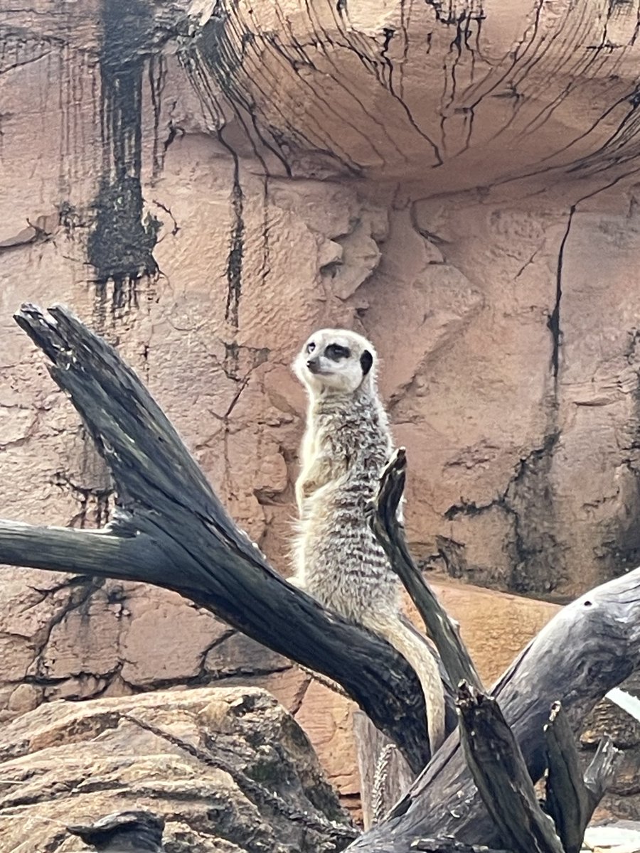 picarinblog1's tweet photo. 暑い日本を脱出して南半球へ。動物園っていい歳になっても楽しい♪
コアラが可愛いくて癒される😊木の上で寝てる姿、可愛いすぎる🧡 https://t.co/QiYzXoWYXe