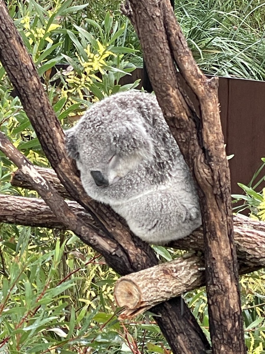 picarinblog1's tweet photo. 暑い日本を脱出して南半球へ。動物園っていい歳になっても楽しい♪
コアラが可愛いくて癒される😊木の上で寝てる姿、可愛いすぎる🧡 https://t.co/QiYzXoWYXe