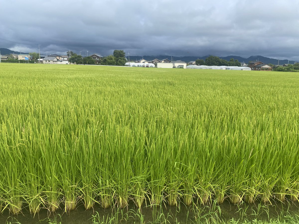 VerdeCalifornia's tweet photo. いつもRPありがとうございます🥹
ビノがスズメと飛んでいってしまって今日で一年。田んぼがこんな風景だったね。春から夏にかけて黄色のセキセイインコが保護されているのが増えてきてドキッとしたり安心したり。あなたは遊び好きだから小学校か中学校にいるのかしら。 https://t.co/34PMQA4ljE